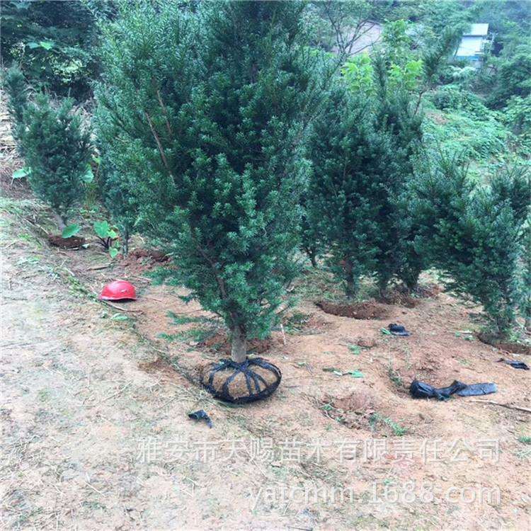 室内绿植红豆杉 净化空气 曼地亚红豆杉 四季常青地苗冠40cm