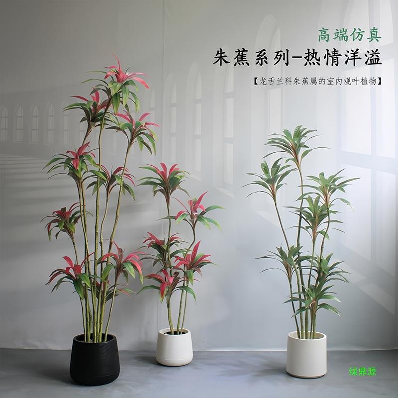 朱蕉绿植客厅橱窗盆景酒店大型装饰摆件民宿铺落地铁树