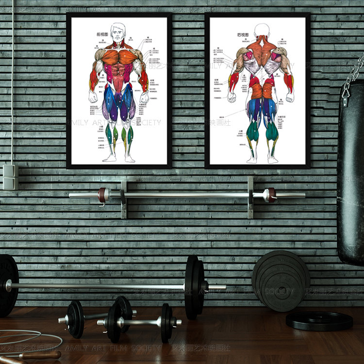 肌肉分解健身房装饰画减肥壁画减脂训练图解体脂含量对比图挂画