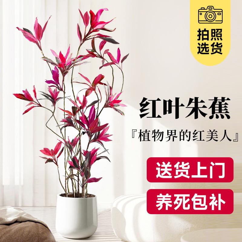 红叶朱蕉盆栽大型绿植办公室内客厅落地式真花吸甲醛旺宅四季常青