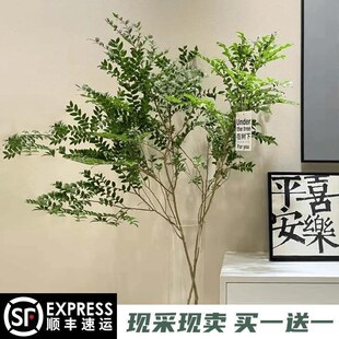 美男树水培绿植办公室内客厅装饰植物马L醉木吊钟同养护买一送一