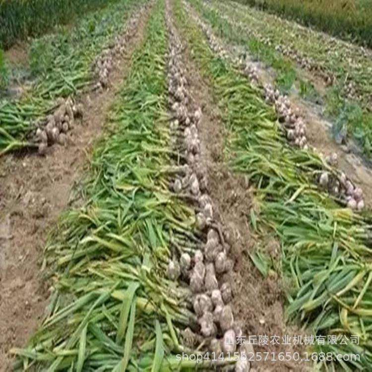 厂家供应 新型手提式电动大蒜剪杆去胡机 不锈钢鲜蒜去胡机