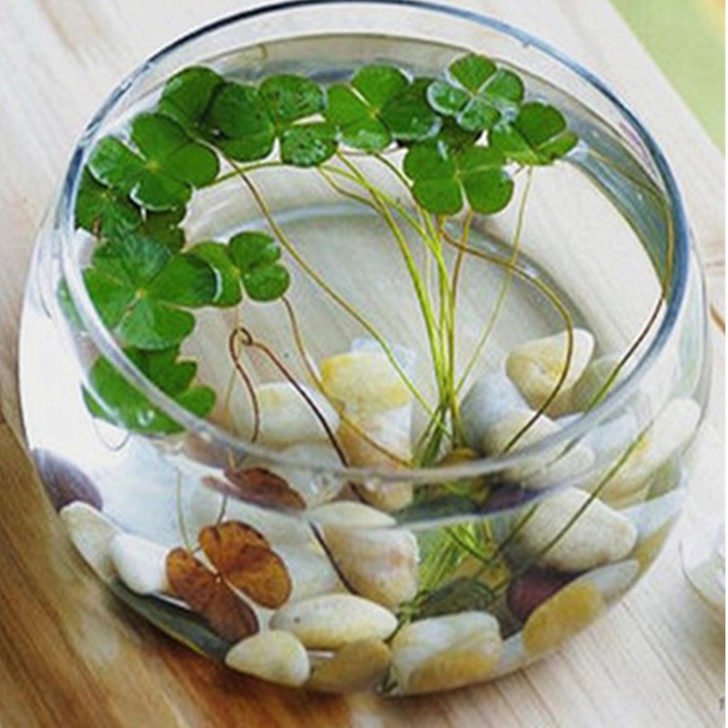 客厅碗莲盆透明h玻璃花瓶水培花盆大号鱼缸圆形乌龟缸水养植物器