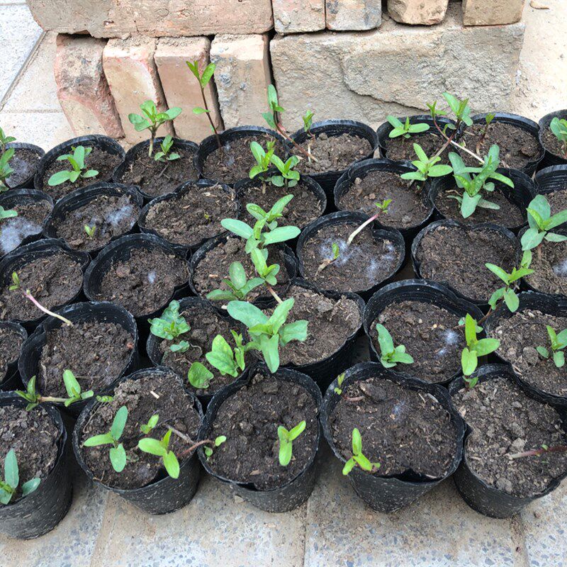 缠枝牡丹花幼苗