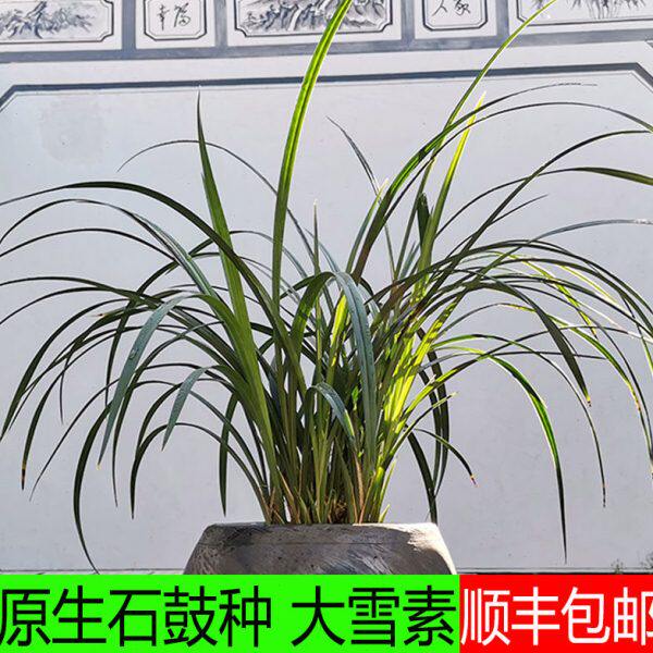 莲瓣兰名品大雪素兰花云南名贵特壮苗传统老种石鼓大雪素原生种