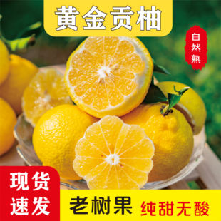 【年后发货】正宗宁波象山青柑橘当季春香柚子柠檬蜜爆汁不上火桔