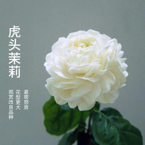 虎头茉莉花盆栽阳台好养易活四季开花植物重瓣老桩浓香型花卉