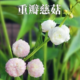 茨菇重瓣慈姑重瓣茨菇沼泽过滤慈菇水培茨菰观赏花种球苗鱼缸造景