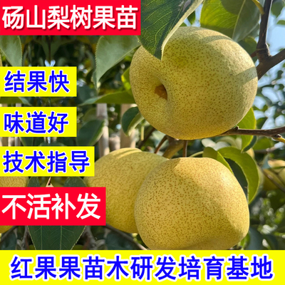 砀山梨树果苗嫁接苗正宗青皮蜜梨