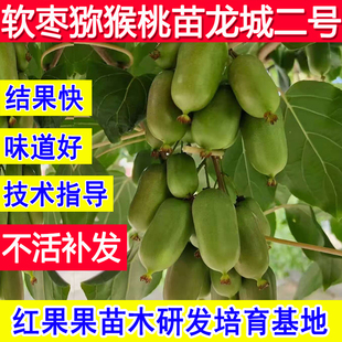 龙城二号软枣猕猴桃苗龙成耐冻庭院超大号基地大苗南方北方种植苗