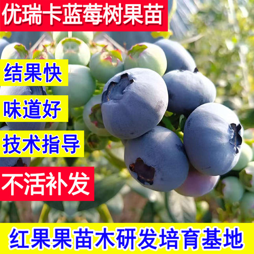 优瑞卡蓝莓苗盆栽阳台庭院特大号