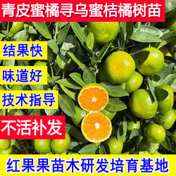 青皮蜜橘树苗早熟寻乌蜜桔耐冻橘子树果苗庭院超大号桔子北方耐寒
