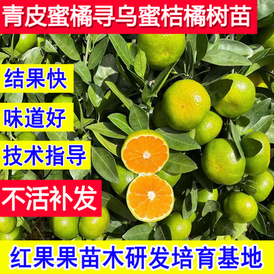 青皮蜜橘树苗早熟寻乌蜜桔子树苗