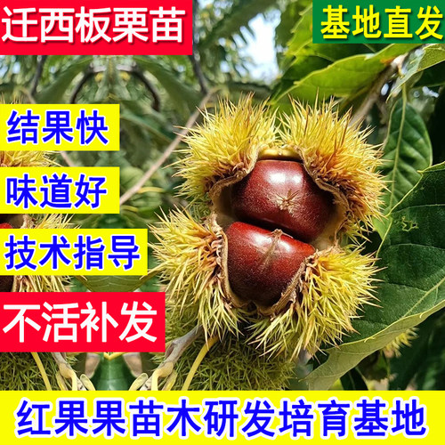 迁西板栗苗超大号庭院耐冻栗子树