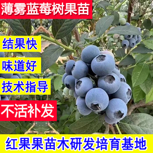 薄雾蓝莓苗盆栽庭院蓝莓树果苗南方种植北方耐寒超大号特大树小苗
