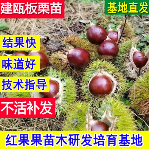 建瓯锥栗苗超大号耐寒板栗树果苗