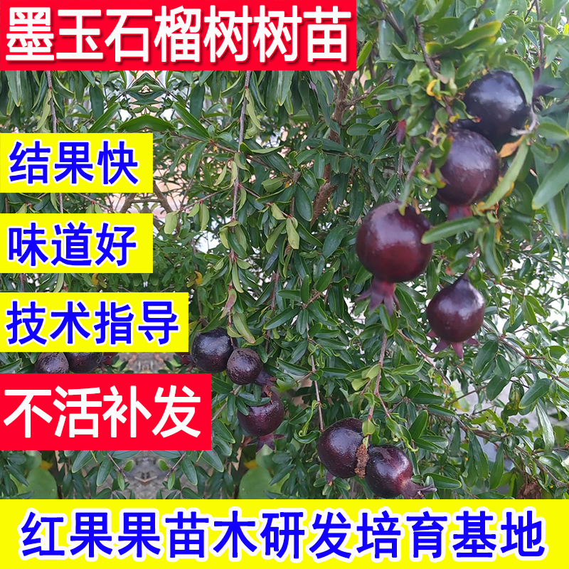 墨玉石榴苗耐寒冻石榴树树苗盆栽