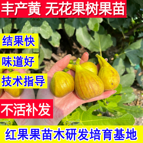 丰产黄无花果树果苗当年结果特大