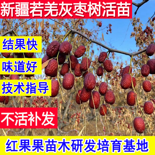新疆若羌灰枣树苗庭院超大甜活苗