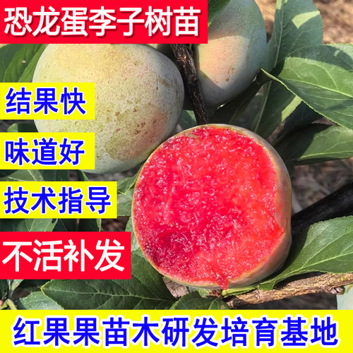 恐龙蛋李子树苗嫁接苗耐寒特大号