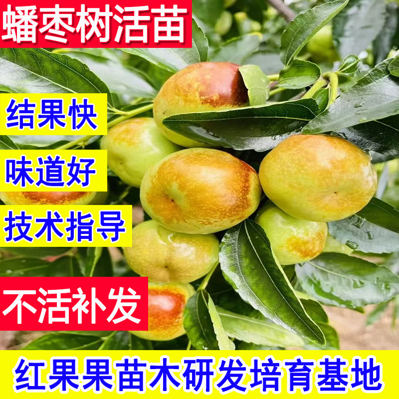 蟠枣树果苗嫁接苗枣树活苗北方耐寒庭院南方大枣超甜特大号老品种