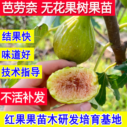 芭劳奈无花果苗耐寒无花果树果苗