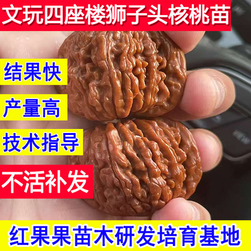 文玩四座楼树苗狮子头核桃苗耐冻