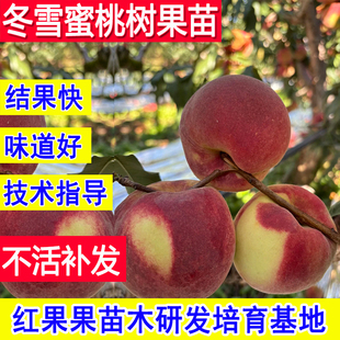 冬雪蜜桃苗晚熟嫁接苗北方耐寒南方新品种特大矮化小庭院桃树果苗