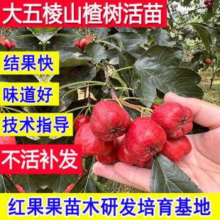 大五棱山楂树活苗大果嫁接苗南方北方耐寒耐冻超大号庭院大果地栽