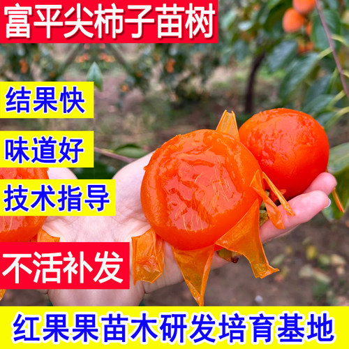 富平尖柿子苗树南方北方耐寒嫁接苗柿子树果苗特大号脆甜矮化庭院