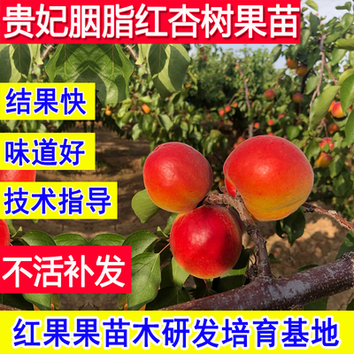 贵妃杏苗嫁接胭脂红杏树果苗耐寒