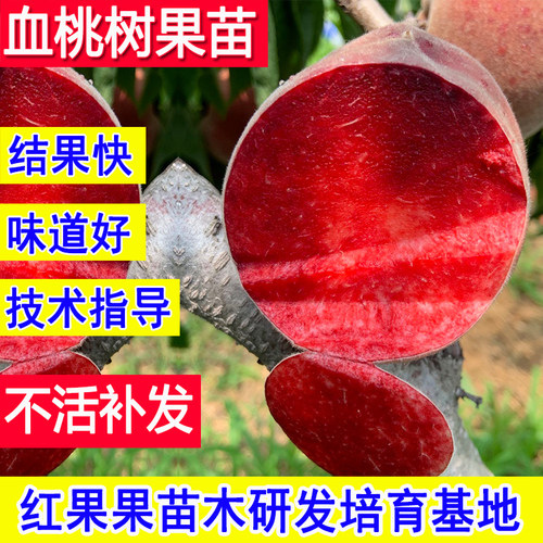 血桃树果苗新品种嫁接耐寒大小苗