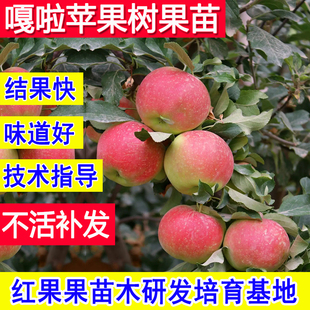嘎啦苹果树果苗嫁接苗超特大号庭院大树北方耐寒南方种植矮化活苗