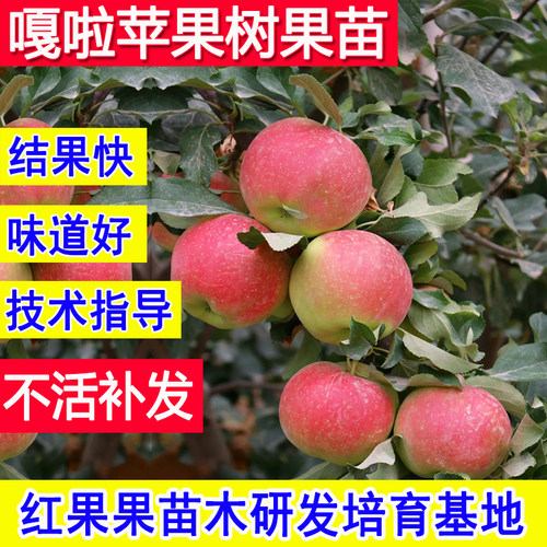 嘎啦苹果树果苗嫁接苗超特大号树