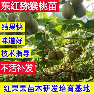 东红猕猴桃苗基地大苗公母同株耐冻阳台庭院爬藤超大号南北方种植