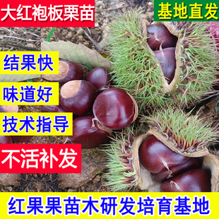 大红袍板栗苗树嫁接地栽耐冻耐寒庭院板栗树果苗特大超大号南北方