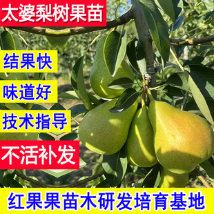 太婆梨树果苗嫁接老品种香蕉梨子苗树特大当年结果南北方耐寒庭院