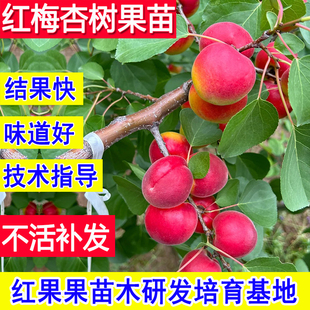 红梅杏树果苗超大号嫁接苗甜杏子苗树南北方耐冻庭院当年结果活苗