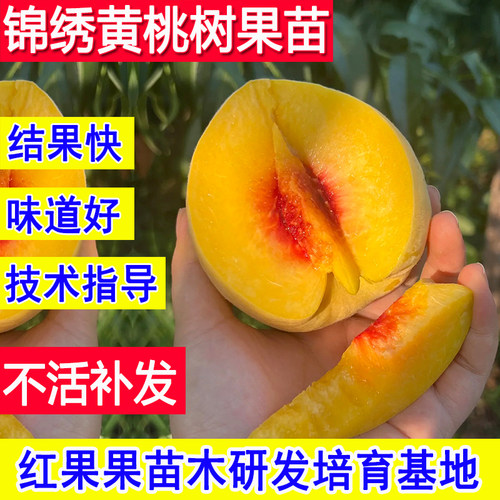 锦绣黄桃树果苗新品种嫁接苗小苗