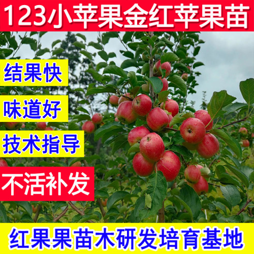 123小苹果树苗金红嫁接苗特大号