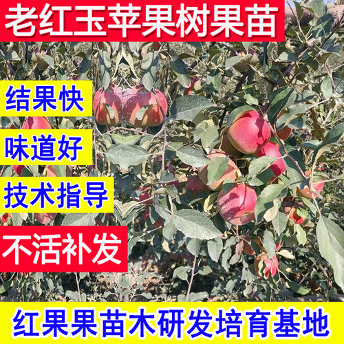 老红玉苹果苗正宗老品种嫁接树苗