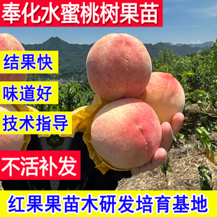 奉化水蜜桃苗正宗嫁接桃树果苗新品种当年结果耐寒冻庭院桃子苗树