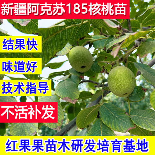 新疆核桃苗185纸皮核桃树果苗