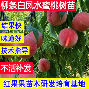 正宗柳条白凤水蜜桃树果苗嫁接新品种桃子苗树特大南北方当年结果
