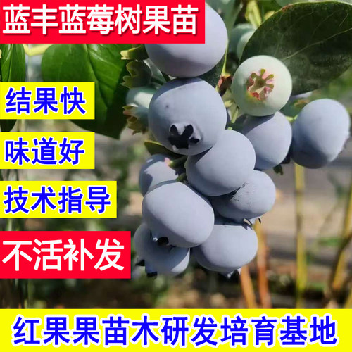 蓝丰蓝莓树果苗耐寒特大号蓝莓苗
