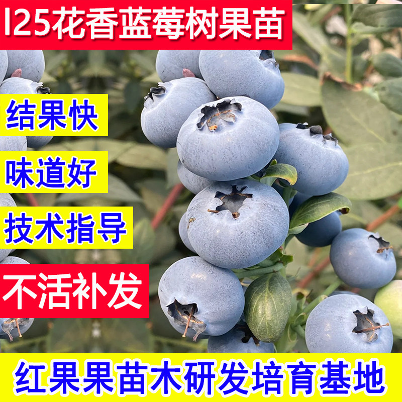 L25蓝莓苗花香蓝莓果树南方种植果苗北方耐寒小苗盆栽庭院特大号