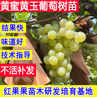 黄蜜葡萄苗黄香蜜葡萄树嫁接苗北方耐寒南方种植庭院盆栽当年结果