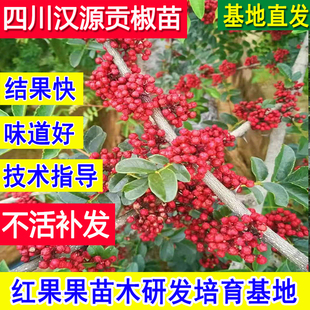 四川汉源花椒苗树清溪贡椒树苗老品种盆栽庭院耐冻超大号基地批发