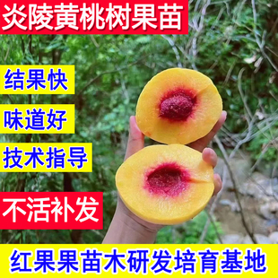 炎陵黄桃树果苗新品种嫁接苗桃子苗树北方耐寒南方庭院超大号活苗