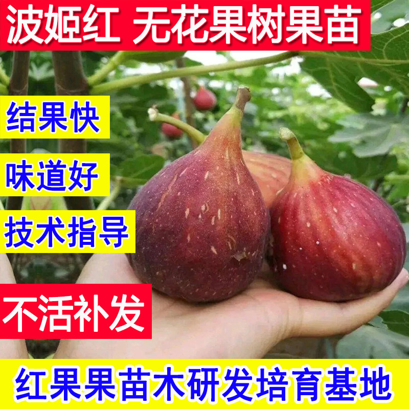 波姬红无花果树果苗特大果盆栽矮化耐寒庭院南北方超大号当年结果